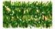 Fern Green 12